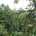 15 Cherries and the Windeck Tower